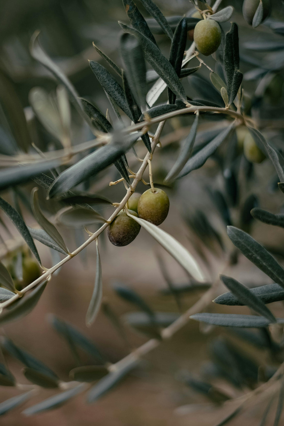 5 Essential Palestinian Plants